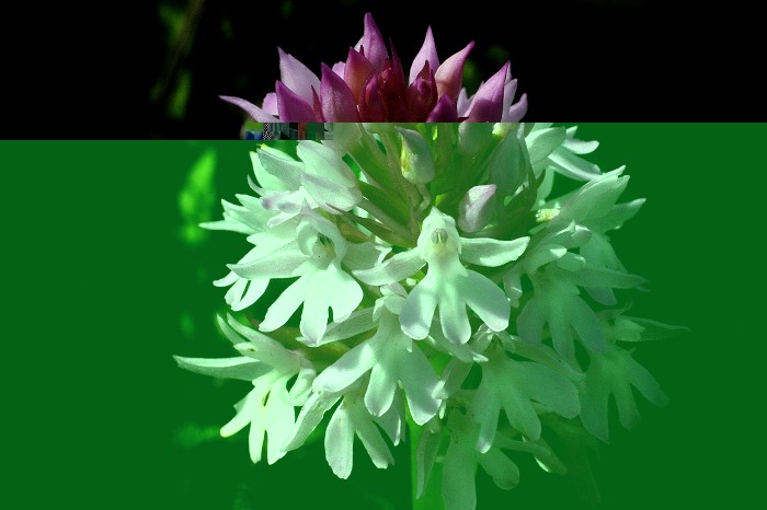 k-Anacamptis pyramidalis.JPG