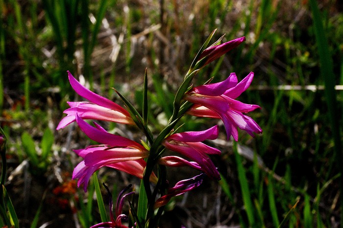 k-Gladiolus italicus II.JPG