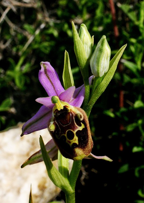 k-Ophrys episcopalis.JPG
