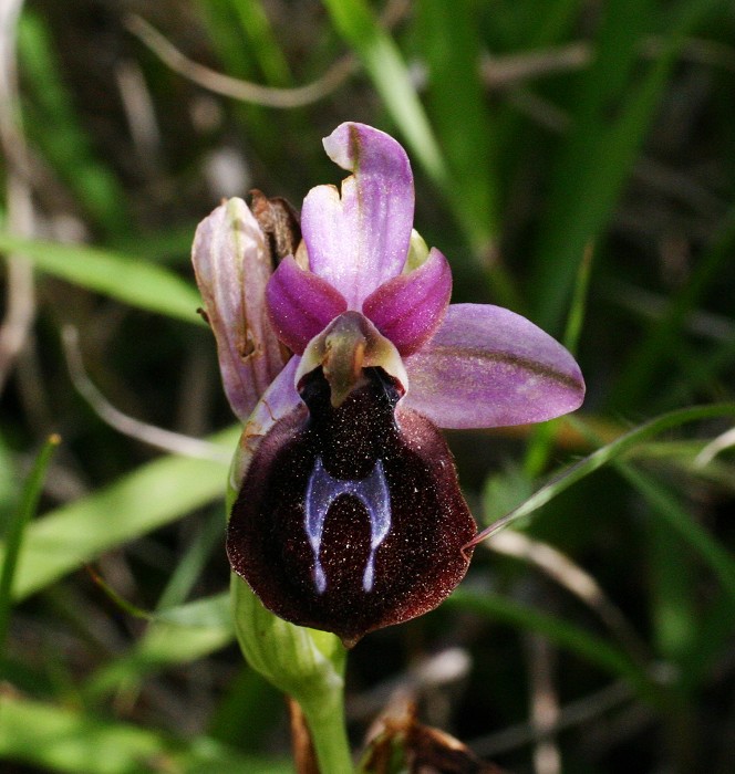 k-Ophrys ferrum-equinum.JPG