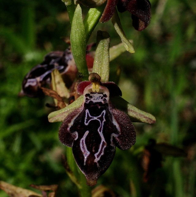 k-7 Ophrys cretica ssp. ariadnae.JPG
