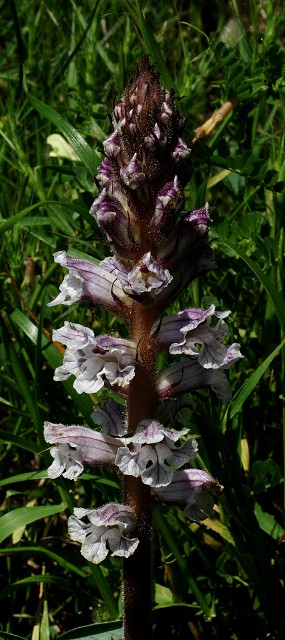 k-11 Orobanche alba.JPG