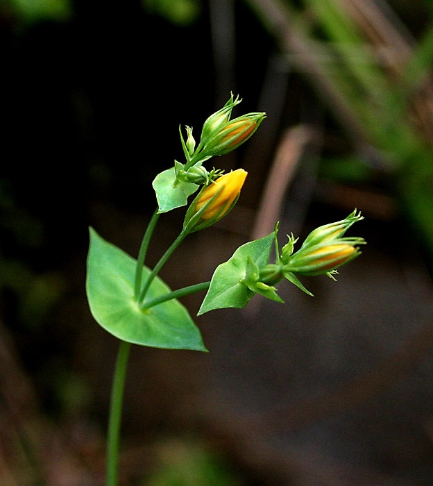 k-20 Blackstonia acuminata.JPG