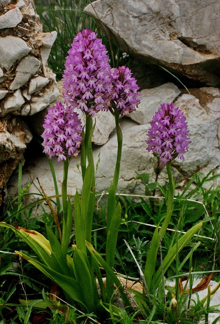 k-7 Anacamptis pyramidalis II.JPG