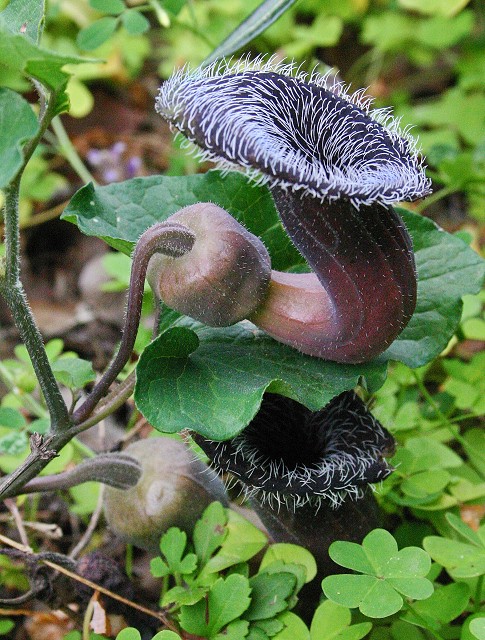 k-10 Aristolochia cretica.JPG