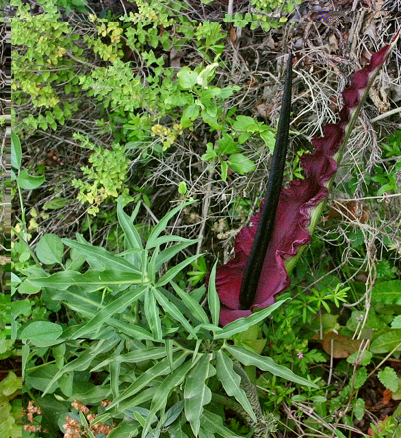 k-14 Dracunculus vulgaris.JPG