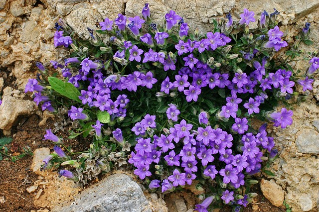 k-15 Campanula carpatha.JPG