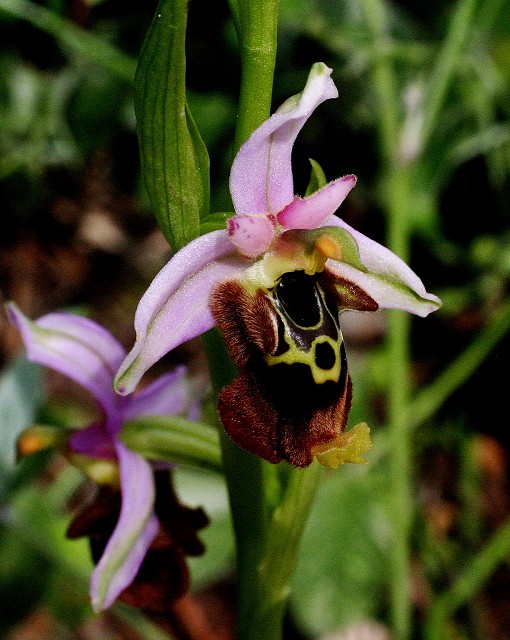 k-32  Ophrys episcoplis I.JPG