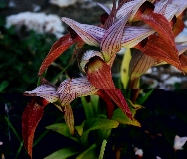 k-8 Serapias orientalis.JPG