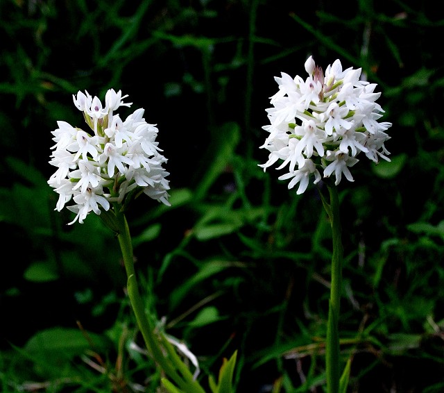 k-9 Albino Anacamptis pyramidalis.JPG